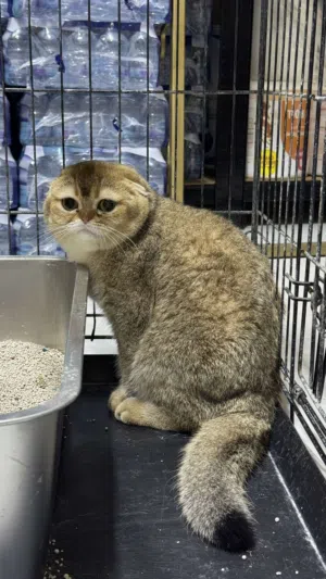 Scottish fold pure breed top quality
