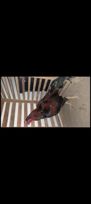 طيور للبيع