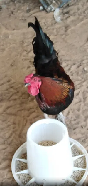 دجاج عربي للبيع
