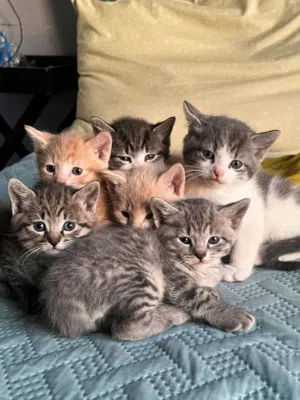 Pure Breed Maine coon kittens