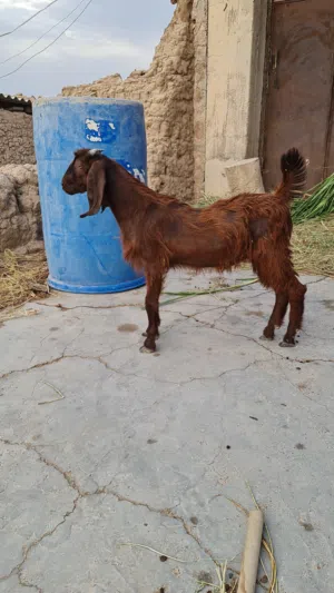سخل باكستانيه اصل (بيور صنف)
