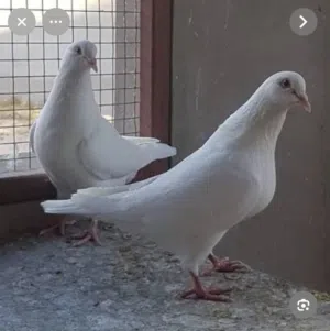 مطلوب حمام لاحم فرنسي