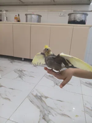 كوكتيل بقري عمرشهر وشويه انتاجي مال بيت ربه طينه.
