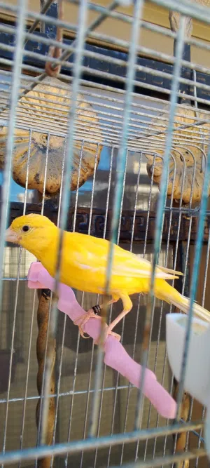 طيره جاهزه جزريه