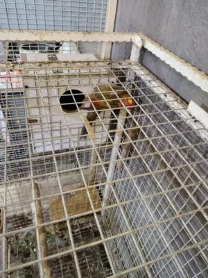 طيور روزيلا مال محميه