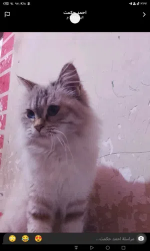 بزونه هملايه للبيع  ويه مجال و عيونها ثلجيه و الو صف مهم