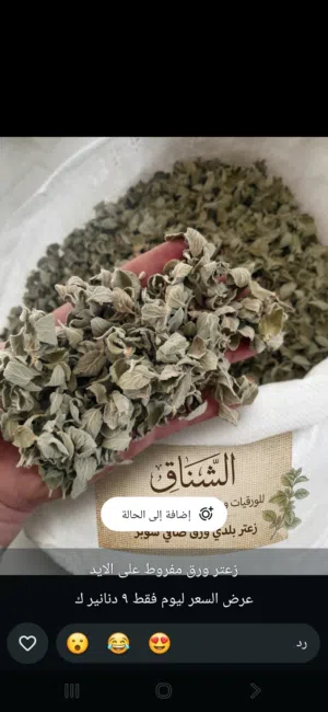 shadia alazzam 