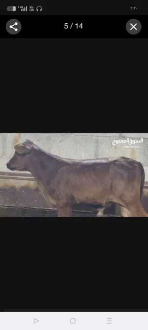 ابو احمد 