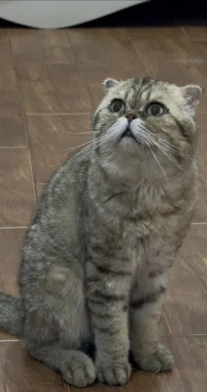 Scottish Fold