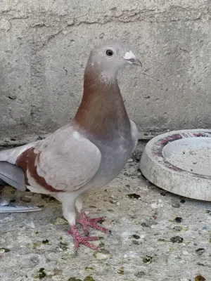 متاح 6جواز سعر اجوز 7ليرات