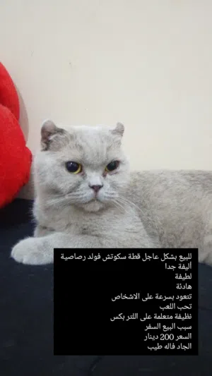 قطة سكوتش فولد للبيع