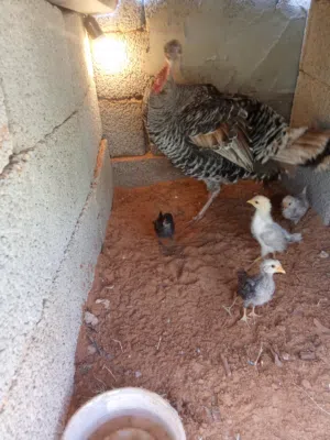 دجاجه روميه ماشاء الله حضانه طبيعيه تحتها خمسه فلاليس عربي