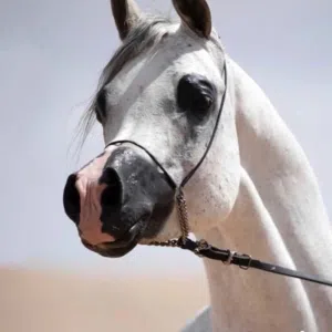 member-1714623252.548865 