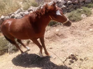 خيل عربي بندوق اصيل مركوب مافيه خوف مكفول سياحه اشي نخب بصلاه على النبي