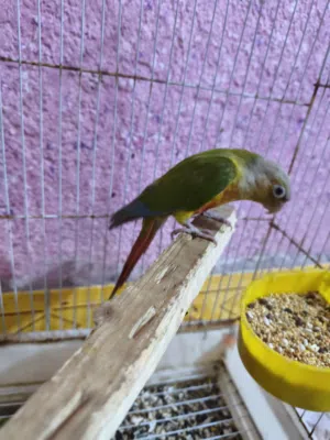 كنيور انناس للبيع