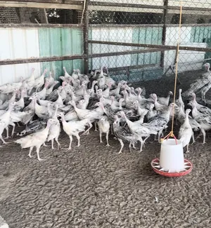 ‏دجاج‏1