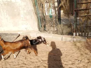 Goats sale Sharjah al zubair