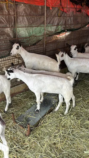 Goats4