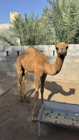 جعود سمييين