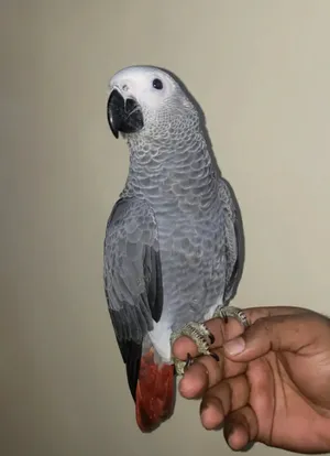 Very friendly African grey with paper