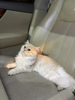 قط شيرازي عمره 4 شهور اليف جدا