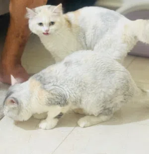 shirag cats [femaile]