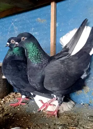 نوريات سود ذنب كوخ الطيره بنت زرازير