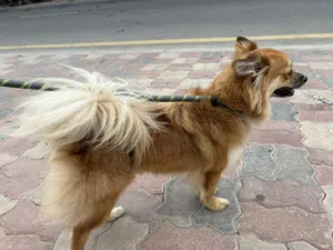 كلب موبيريوم مع الفا