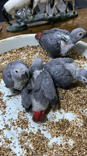 افراخ كاسكو افريقي