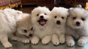 POMSKY PUPPIES