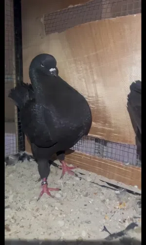Black color King Modena