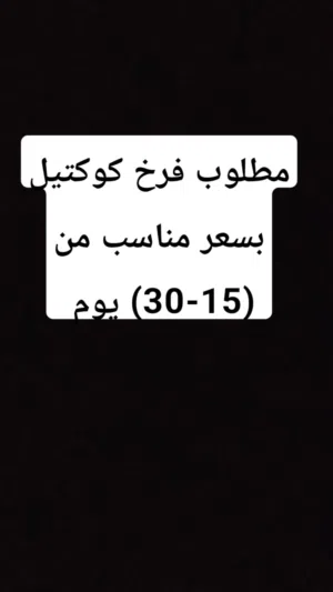 مطلوب كوكتيل