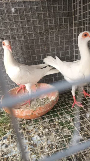 طيور كش وطيور ازواج
