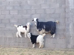 للبيع حلال طيب