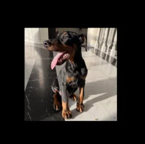 Doberman - Male - 2.5 months - Vaccinated