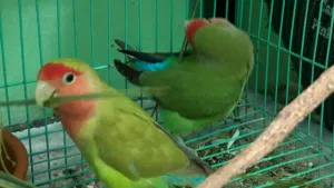 زوج روز لتينو رد فيس+زوج روز لتينيو محلي ،الوصف مهم