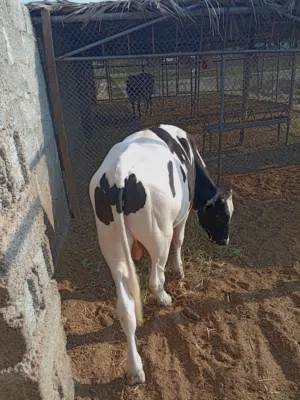 للبيع ثور ظفاري سمين وبصحة جيده