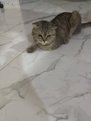 Scottish cat