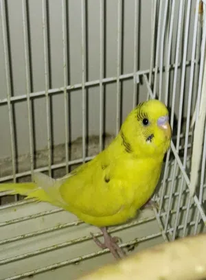 Healthy budgies for sale at 80 SAR per bird (very active and not fed a seed only diet)