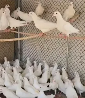 Pigeons1