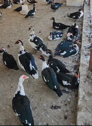 بط مصري نظيف منتج  لتربيه ويصلح لذبح يوجد توصيل قابل للتفاوض