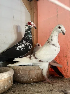طيره هومراي