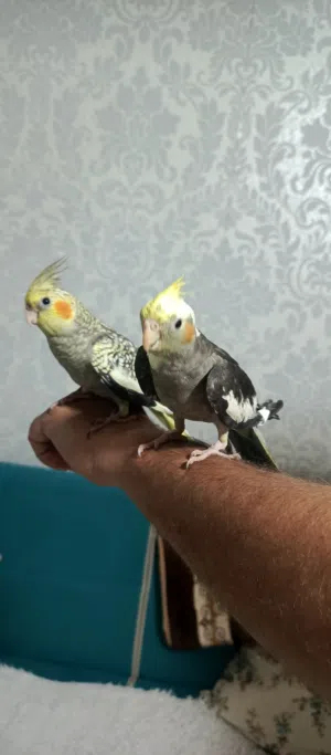 حبتين كوكتيل اليف ولعوب