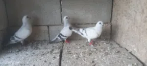 ثلاث حمامات ابواز