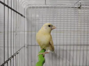 افراخ كنار عدد 4