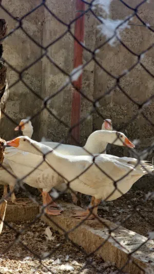 إوز للبيع بسعر ممتاز