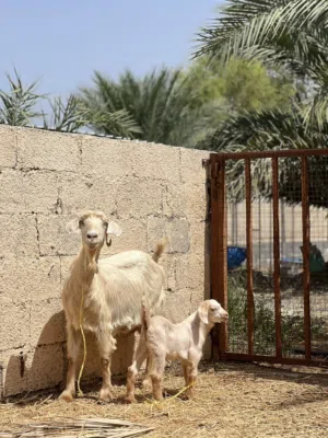 للبيع شاه تحتها تيس الوصف مهم لا يتواصل إلا شاري