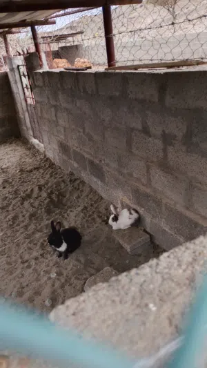 بيع الأرانب