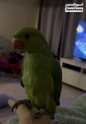 Ring neck Parrot