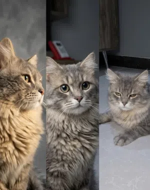 قط شيرازي تايقر